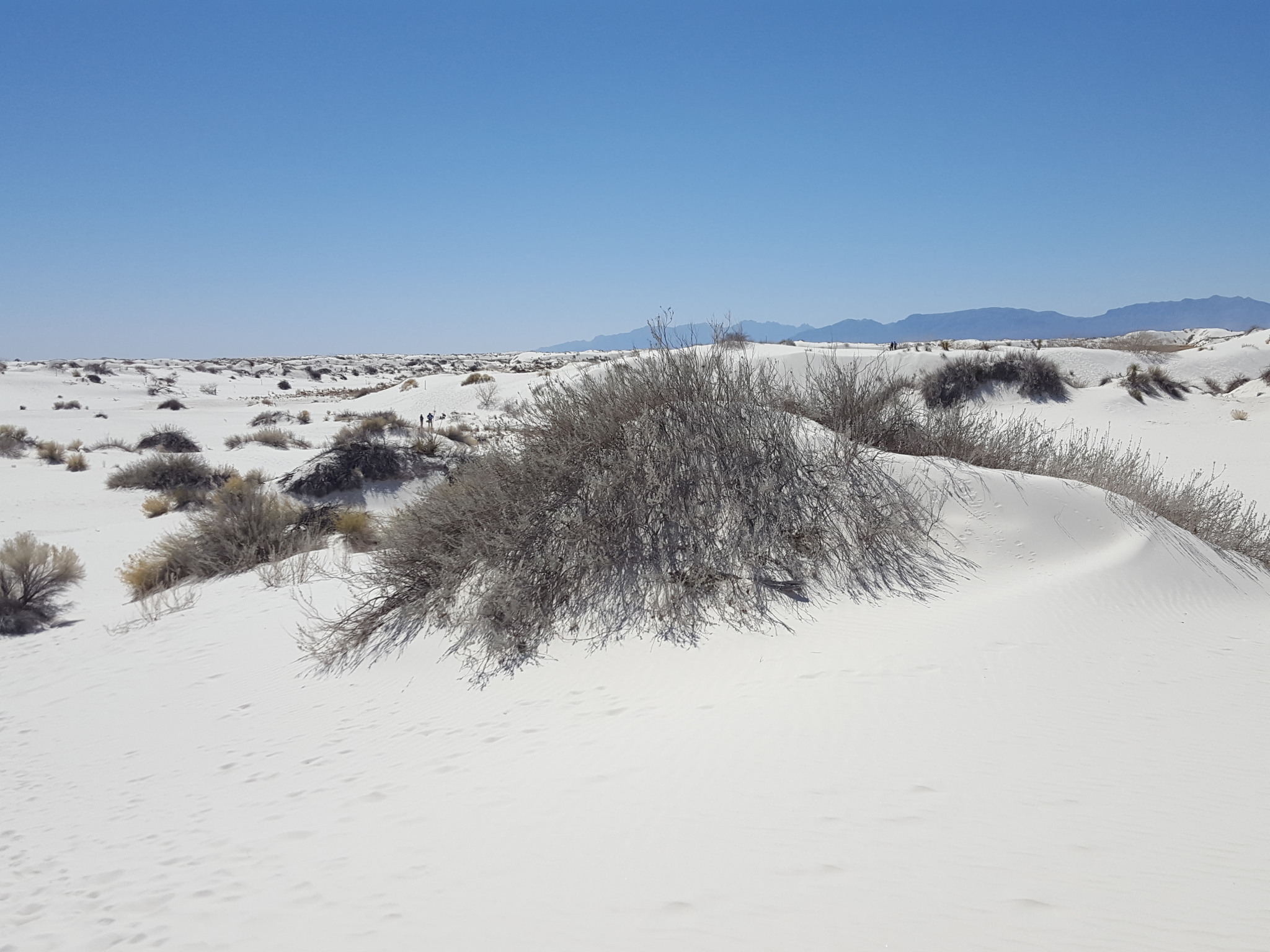 Hoary Rosmarymint (Poliomintha incana) shrub covered in small lavender-blue flowers with silvery-white hoary foliage