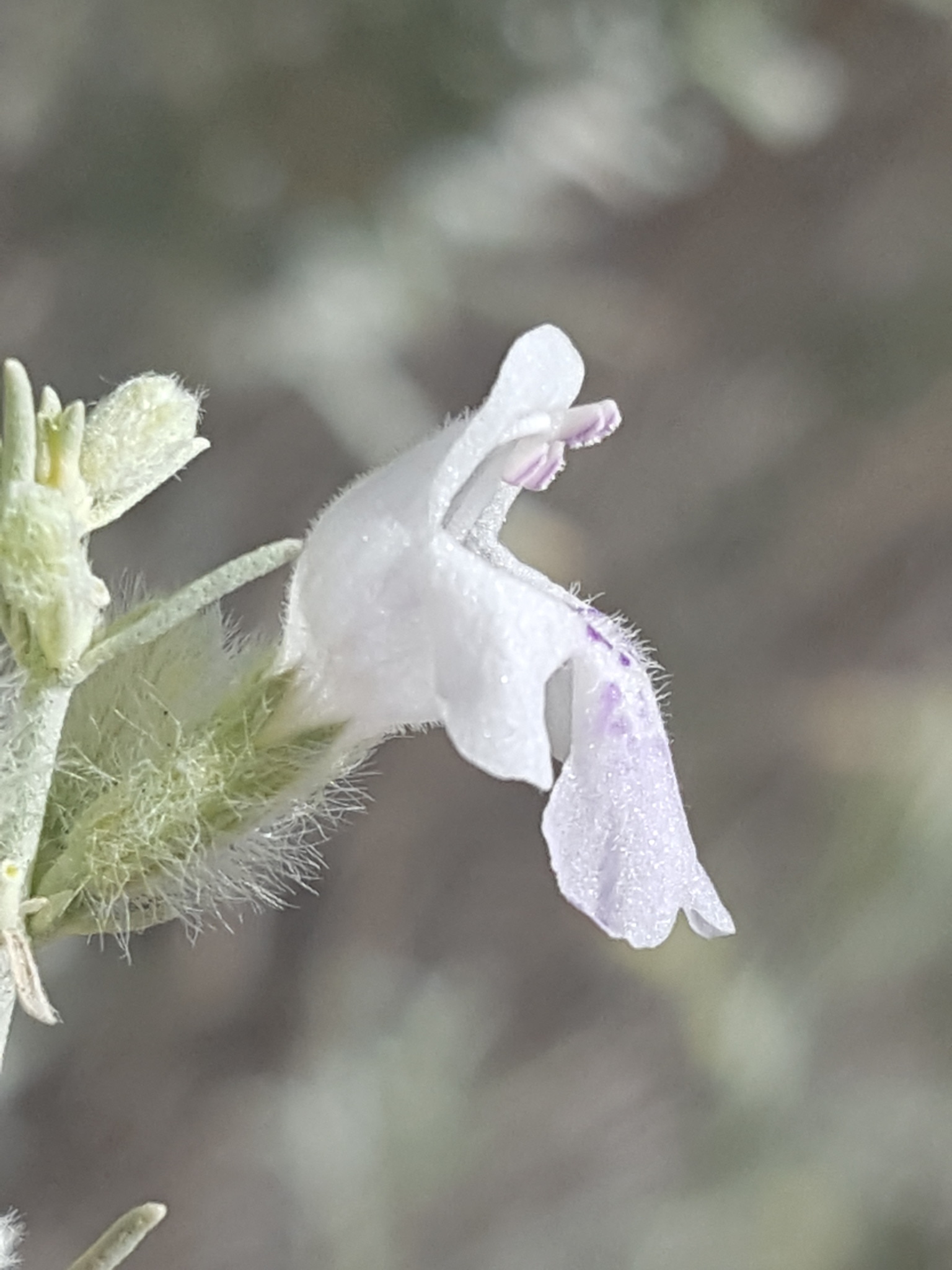 Hoary Rosmarymint (Poliomintha incana) close-up of lavender-blue flowers and silvery-white hoary leaves