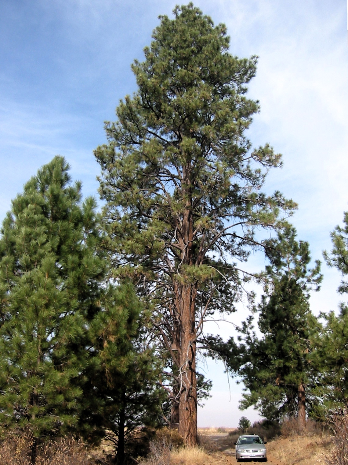 Ponderosa Pine (Pinus ponderosa)