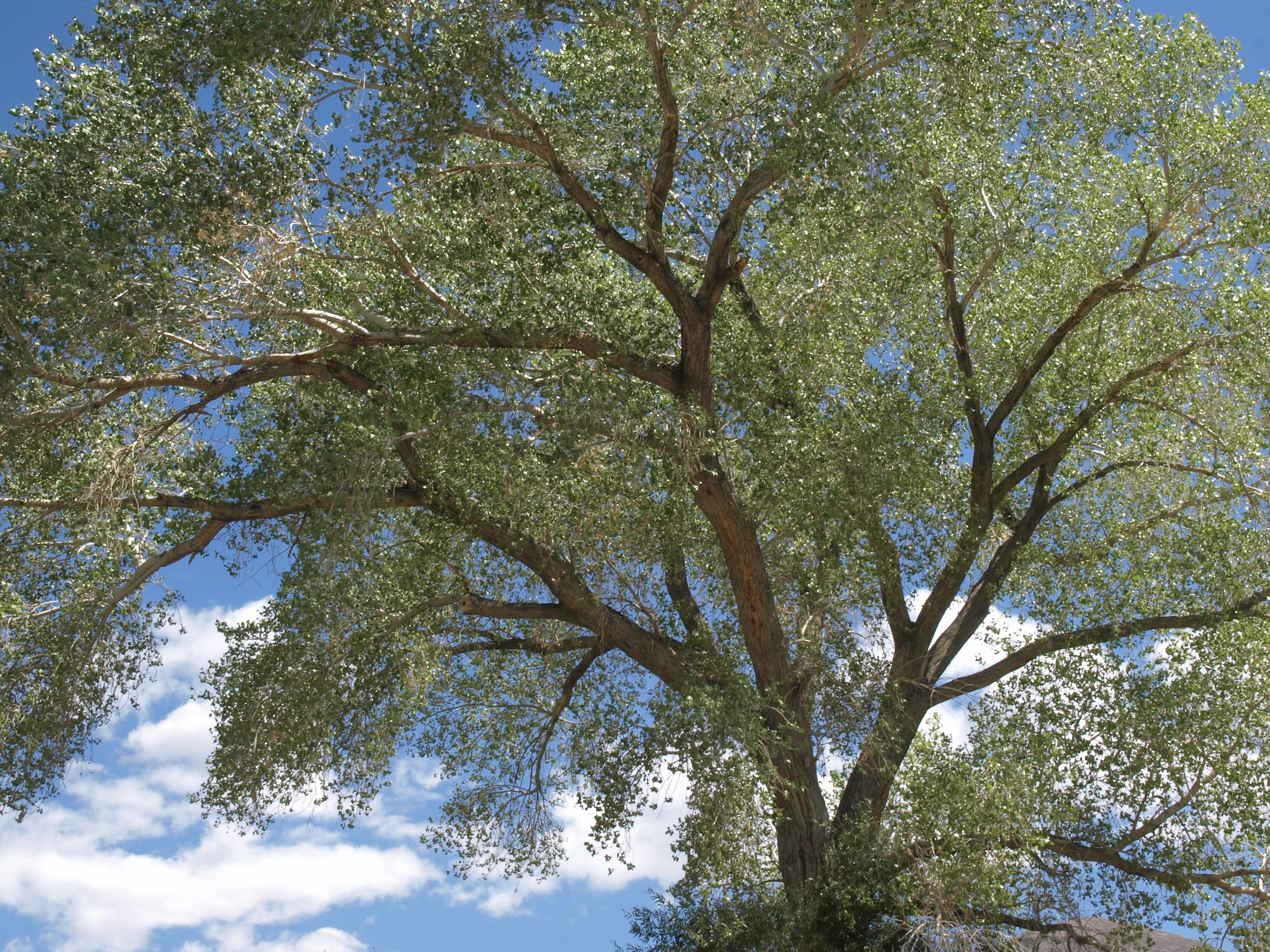 Fremont Cottonwood (Populus fremontii) mature tree with golden fall foliage along a desert river corridor