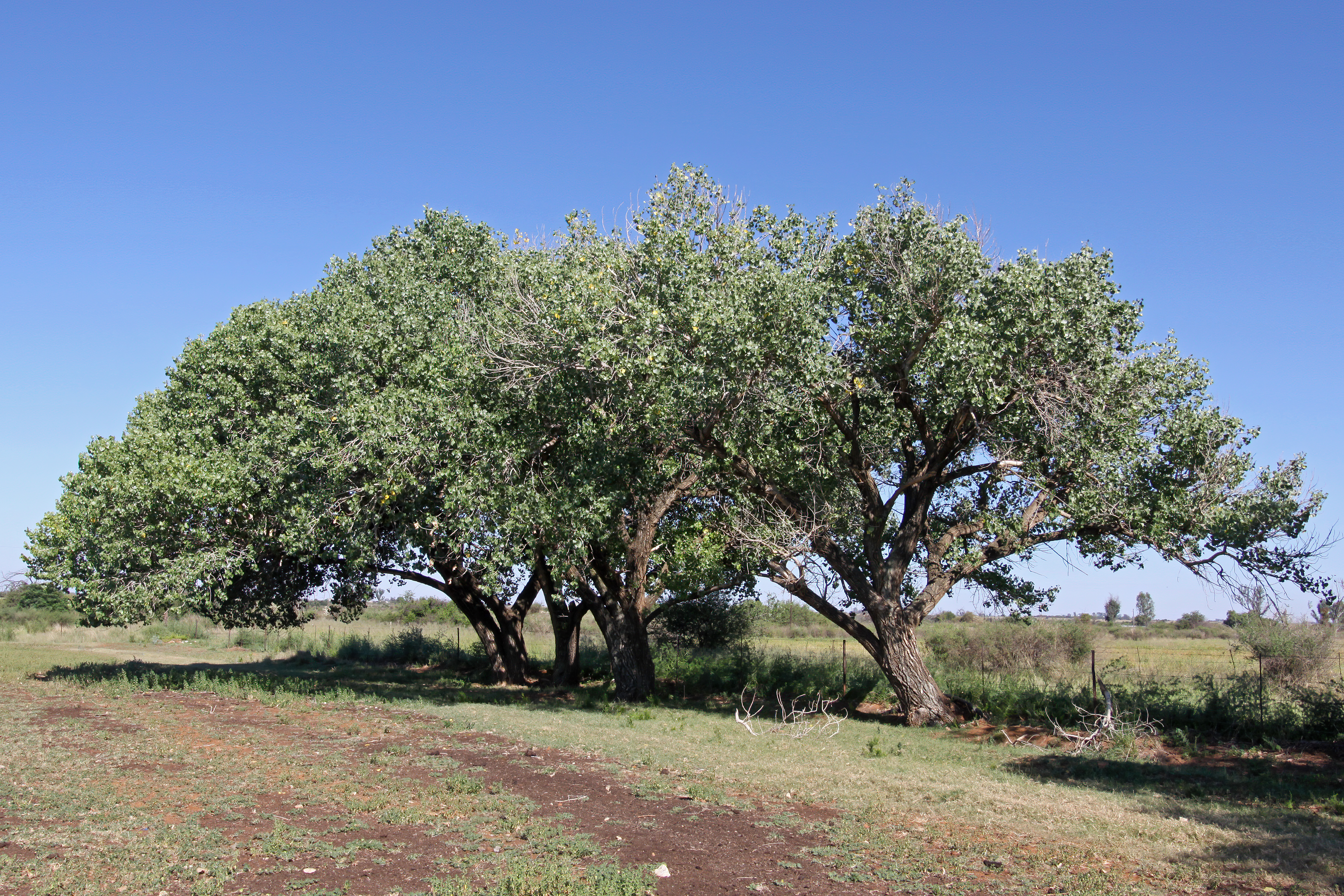 Fremont Cottonwood (Populus fremontii) leaves showing triangular shape and toothed margins
