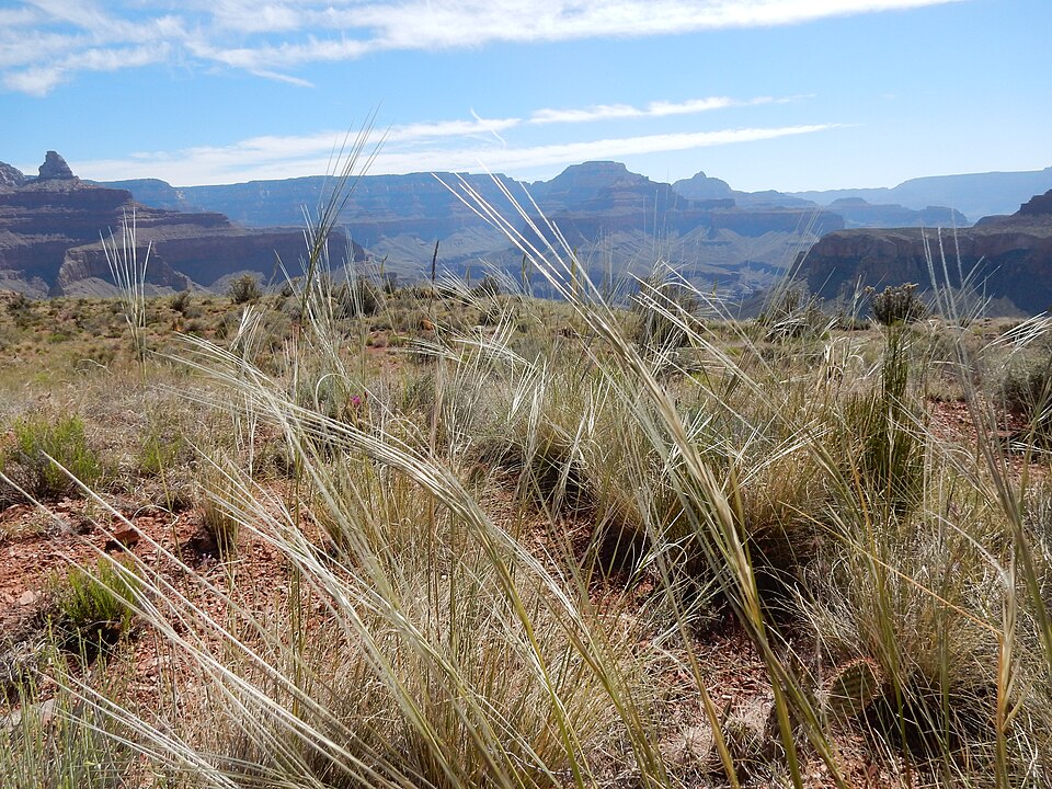 Porcupine Grass (Stipa spartea)