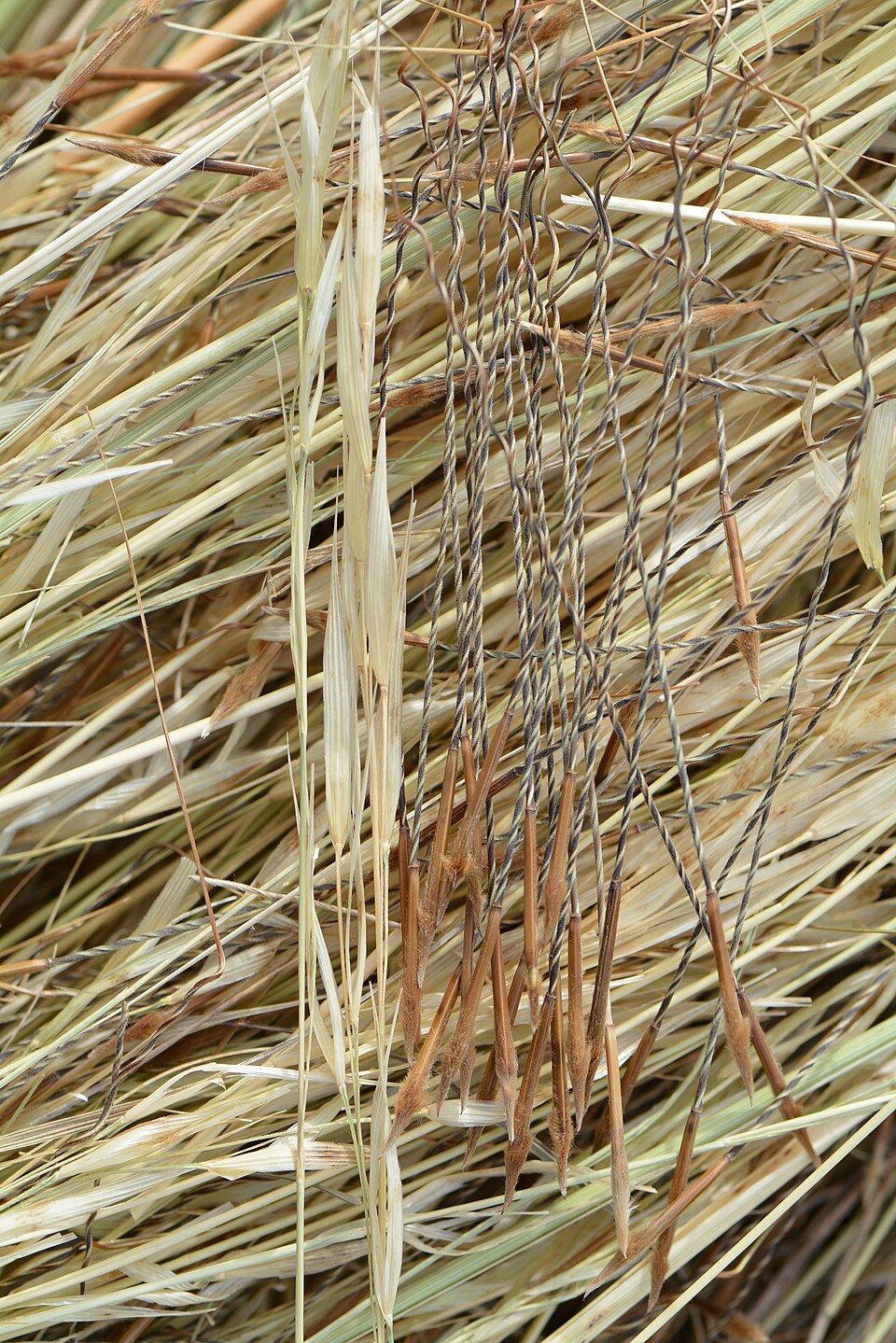 Porcupine Grass (Stipa spartea) detail