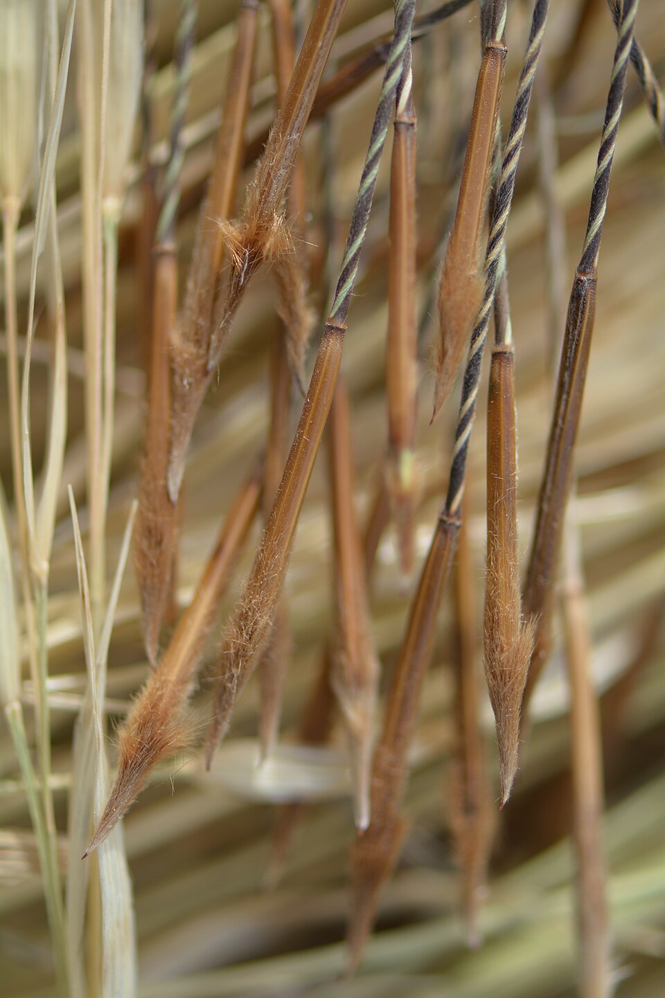 Porcupine Grass (Stipa spartea) in landscape