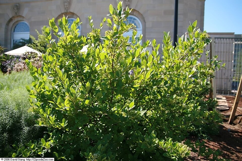 Possumhaw Viburnum (Viburnum nudum) showing multi-colored berry clusters in shades of pink, blue, and black in autumn