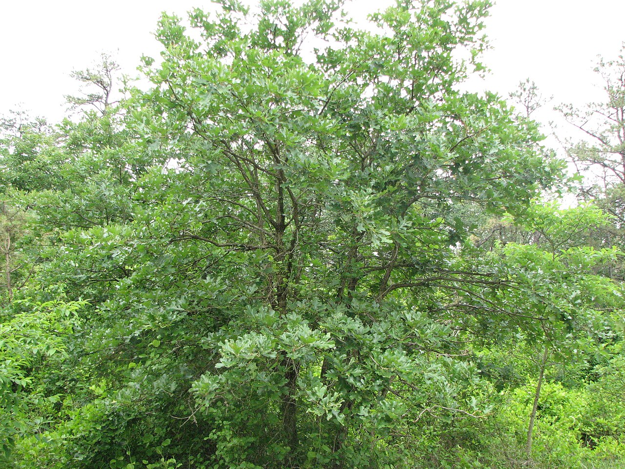 Post Oak (Quercus stellata) mature tree growing on serpentine barrens with characteristic branching pattern