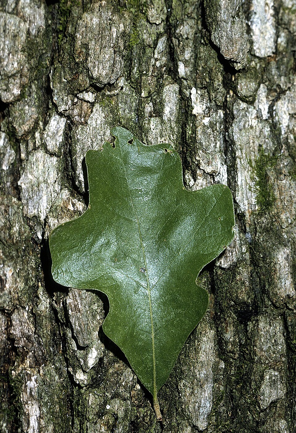 Post Oak (Quercus stellata) leaves and bark showing distinctive cross-shaped leaf pattern and deeply furrowed mature bark
