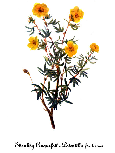 Shrubby Cinquefoil (Potentilla fruticosa) botanical illustration by Mary Vaux Walcott showing flowers and leaves