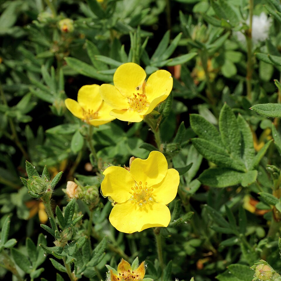Shrubby Cinquefoil (Potentilla fruticosa) full shrub showing dense rounded growth habit with yellow flowers