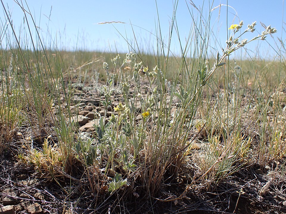 Woolly Cinquefoil (Potentilla hippiana) showing bright yellow five-petaled flowers and woolly foliage