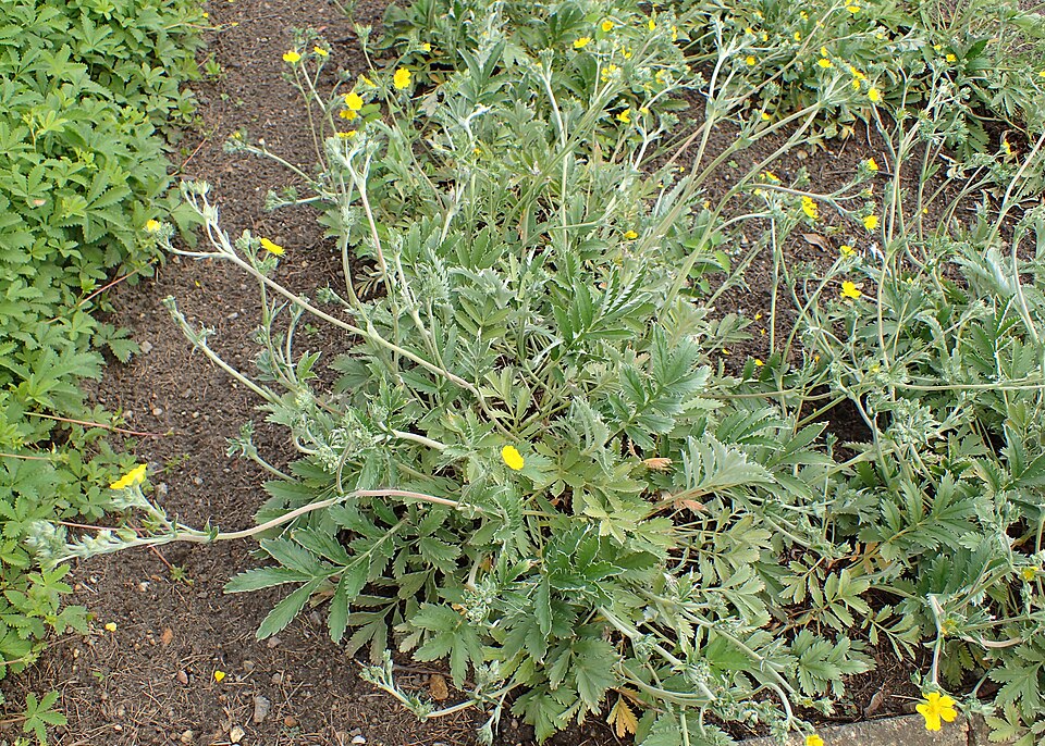 Woolly Cinquefoil (Potentilla hippiana) foliage showing the densely white-woolly leaf surface