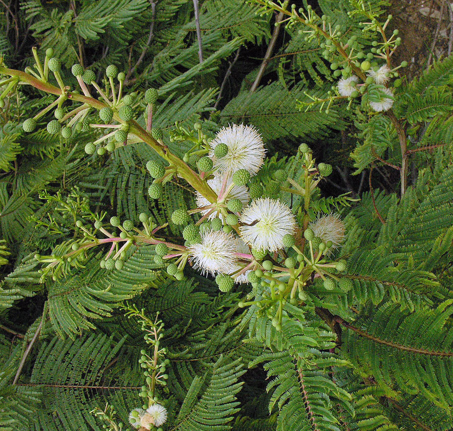 Prairie Acacia (Acacia angustissima) - PlantNative.org Prairie Acacia (Acacia angustissima) white puffball flowers