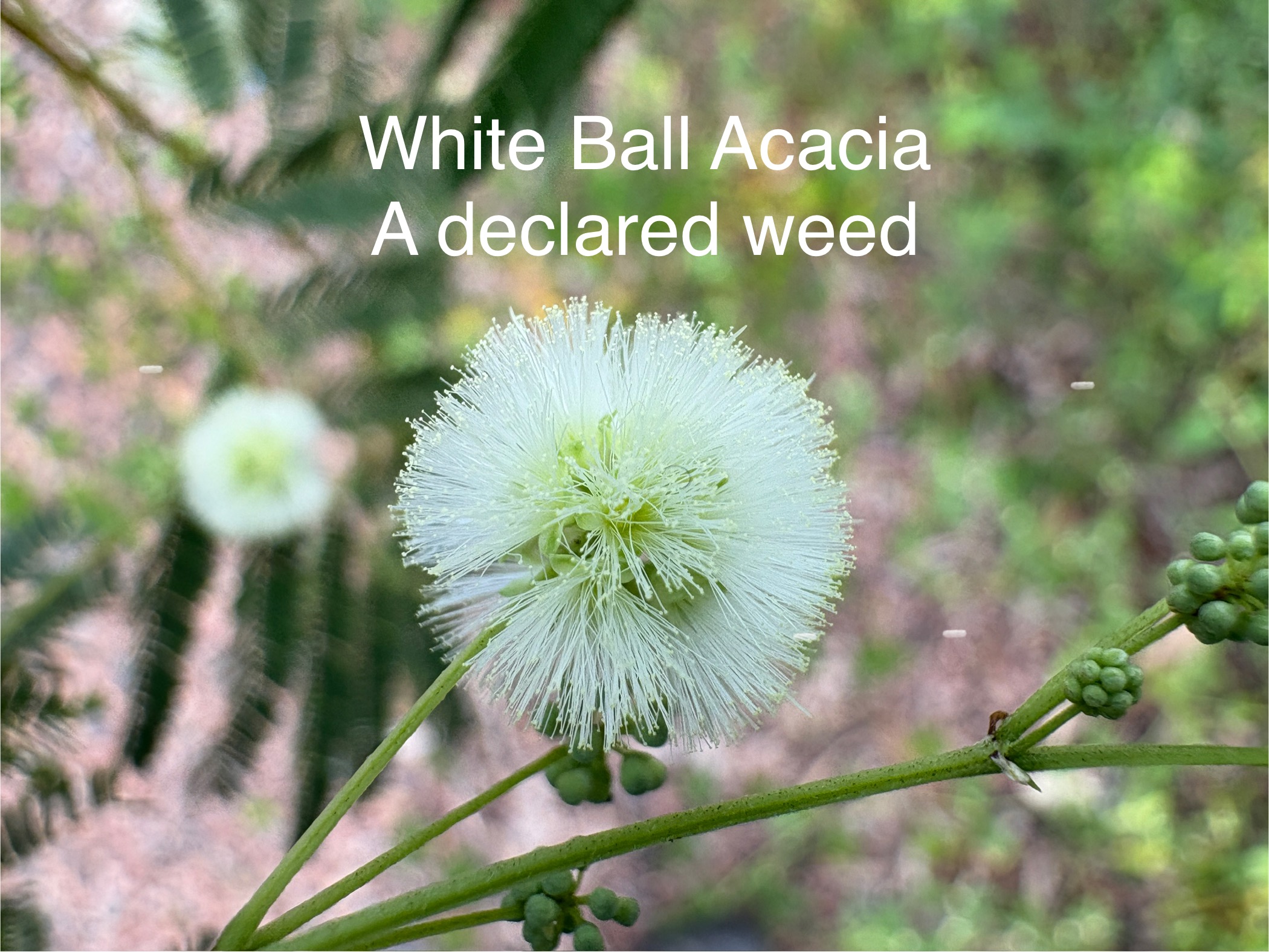 Prairie Acacia (Acacia angustissima) - PlantNative.org Prairie Acacia (Acacia angustissima) bipinnate fernlike foliage