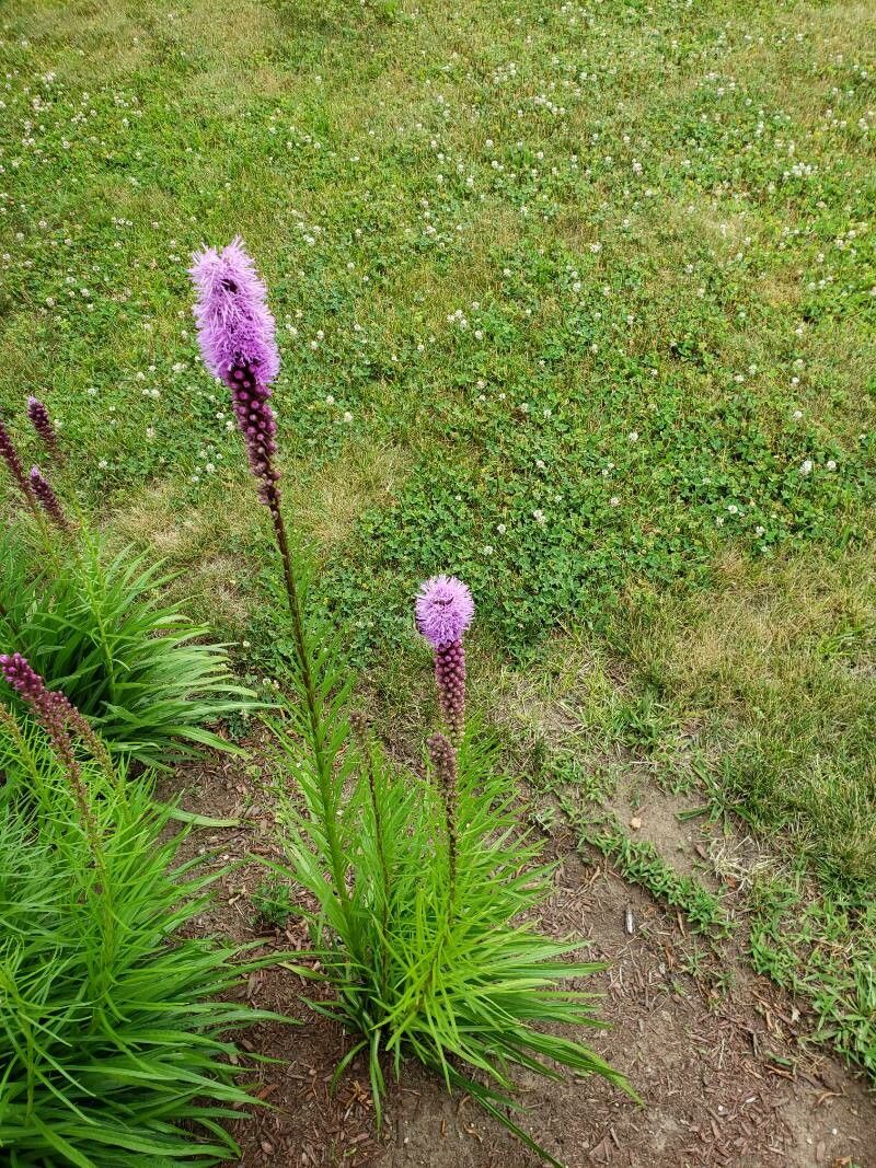 Prairie Blazing Star (Liatris pycnostachya) showing the full plant habit with dense flowering spike