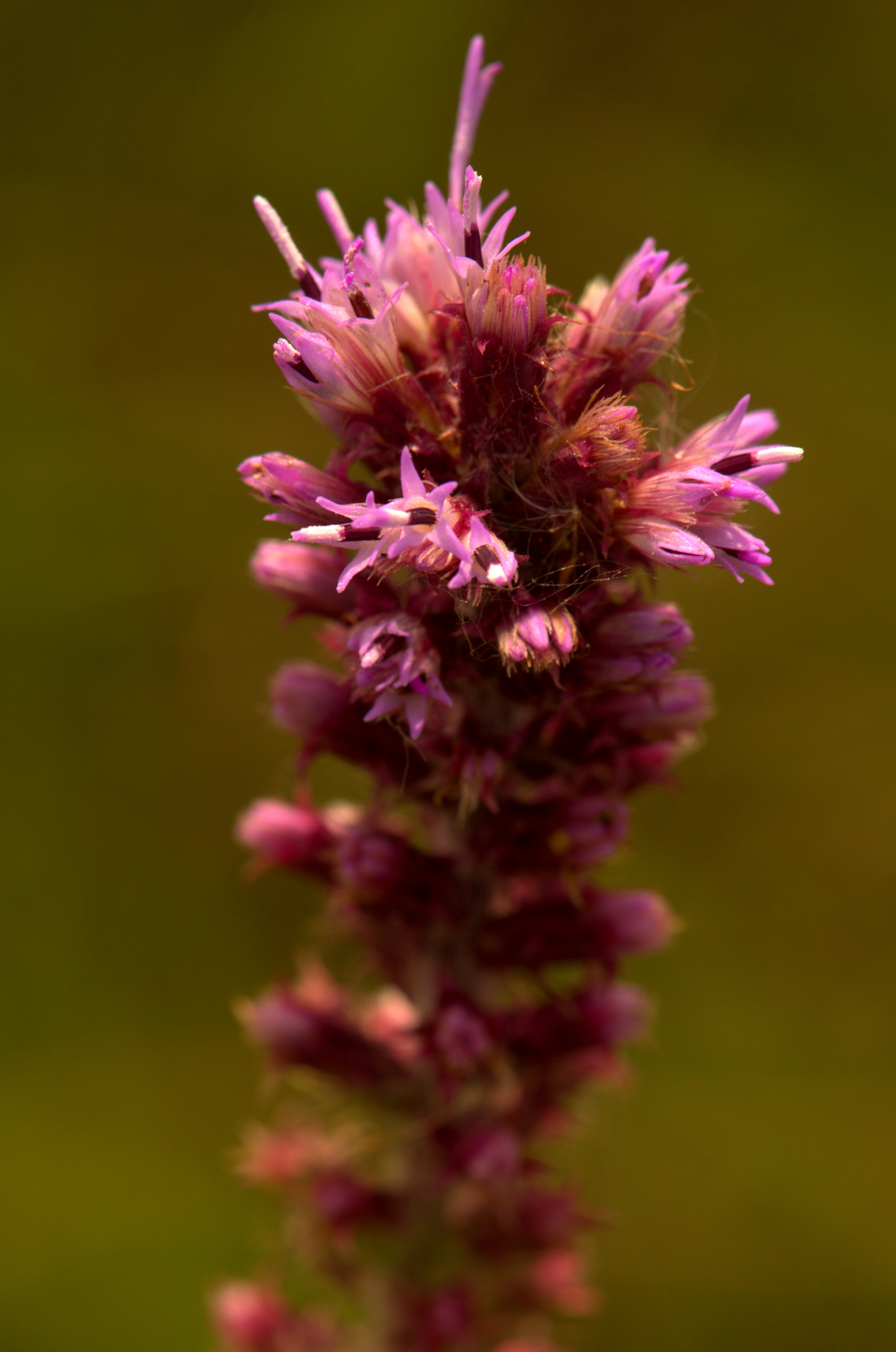 Prairie Blazing Star (Liatris pycnostachya) showing tall spikes of rose-purple flowerheads in full bloom