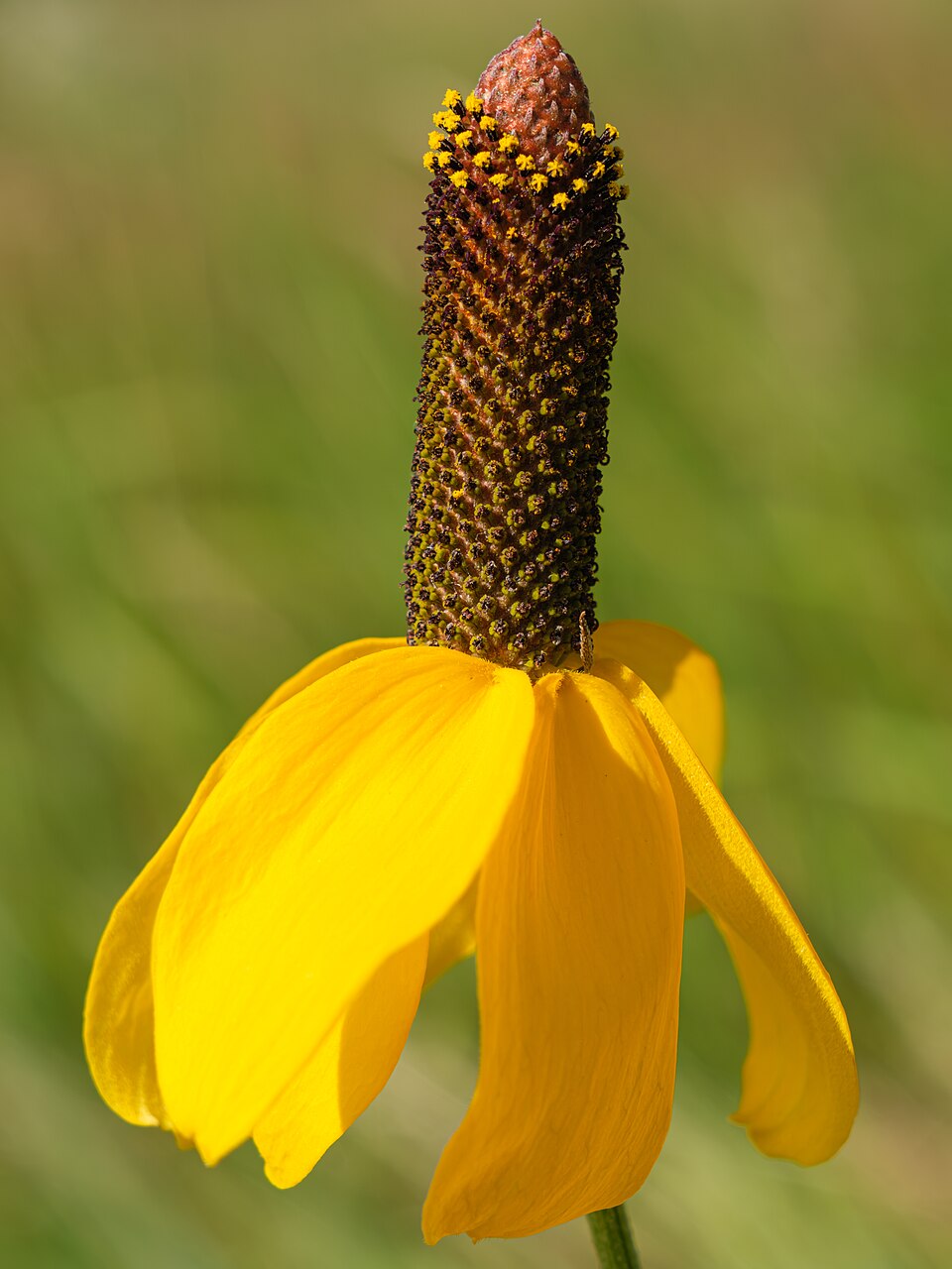 Prairie Coneflower (Ratibida columnifera) - PlantNative.org