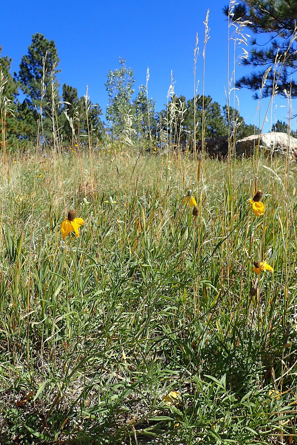Prairie Coneflower (Ratibida columnifera) - PlantNative.org Prairie Coneflower (Ratibida columnifera) displaying characteristic Mexican Hat flower structure at Mount Rushmore