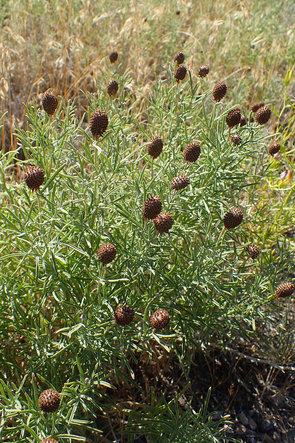 Prairie Coneflower (Ratibida columnifera) - PlantNative.org Close-up view of Prairie Coneflower (Ratibida columnifera) flowers showing detailed structure