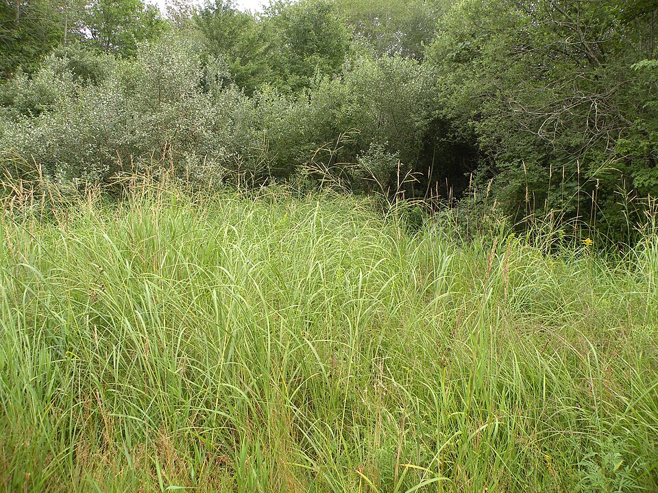 Prairie Cordgrass (Spartina pectinata) growing in natural wetland habitat with other native plants