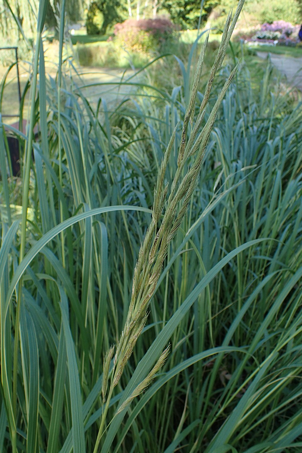 Prairie Cordgrass (Spartina pectinata) showing tall, robust clumps with distinctive seed heads
