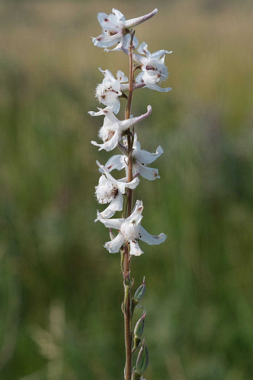 Prairie Larkspur (Delphinium virescens) - PlantNative.org Prairie Larkspur (Delphinium virescens) showing distinctive tall spikes of white to pale blue spurred flowers