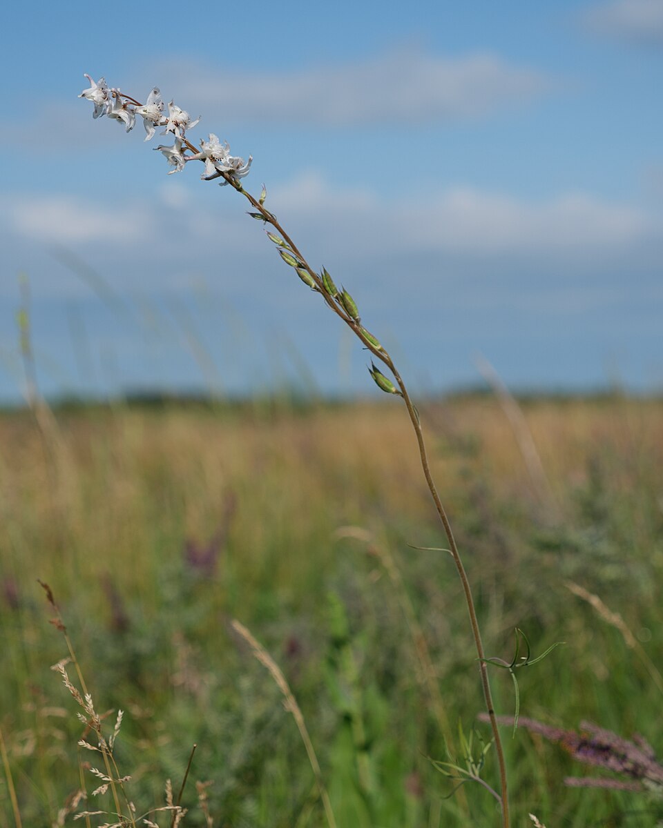 Prairie Larkspur (Delphinium virescens) - PlantNative.org Prairie Larkspur (Delphinium virescens) flowers in close detail showing the characteristic spurs and intricate flower structure