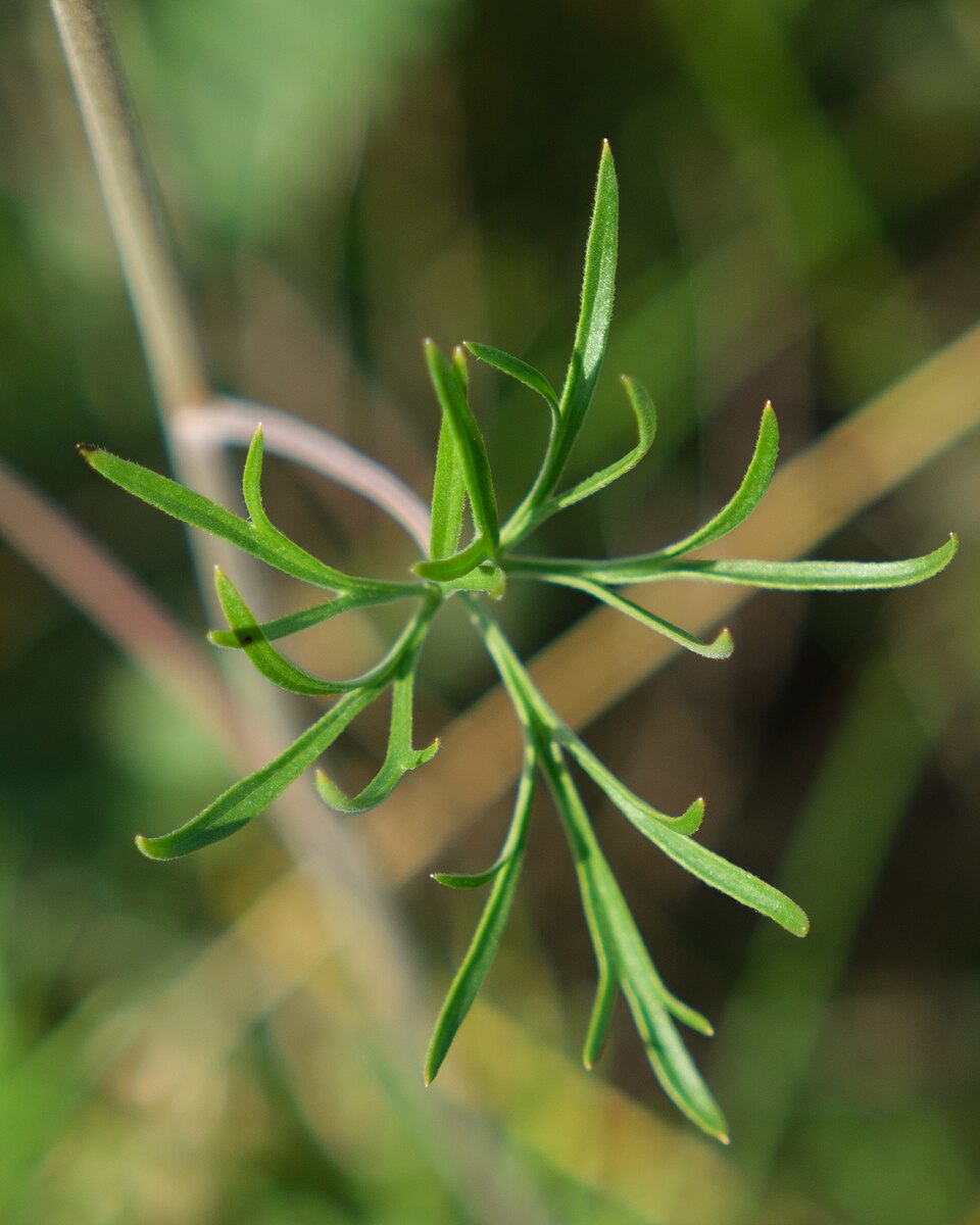 Prairie Larkspur (Delphinium virescens) - PlantNative.org Prairie Larkspur (Delphinium virescens) showing the full plant structure with deeply divided leaves and tall flower spike