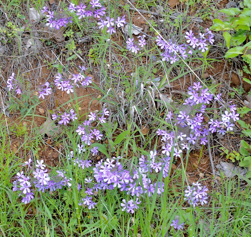 Prairie Phlox (Phlox pilosa) displaying characteristic pink-lavender five-petaled flowers in terminal clusters
