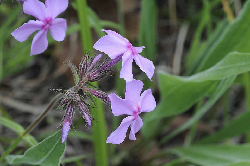 Prairie Phlox (Phlox pilosa) showing the typical growth habit and flower clusters in natural habitat