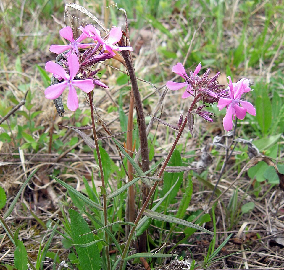 Prairie Phlox (Phlox pilosa) - PlantNative.org Prairie Phlox (Phlox pilosa) growing in natural habitat showing multiple flowering stems and characteristic growth habit