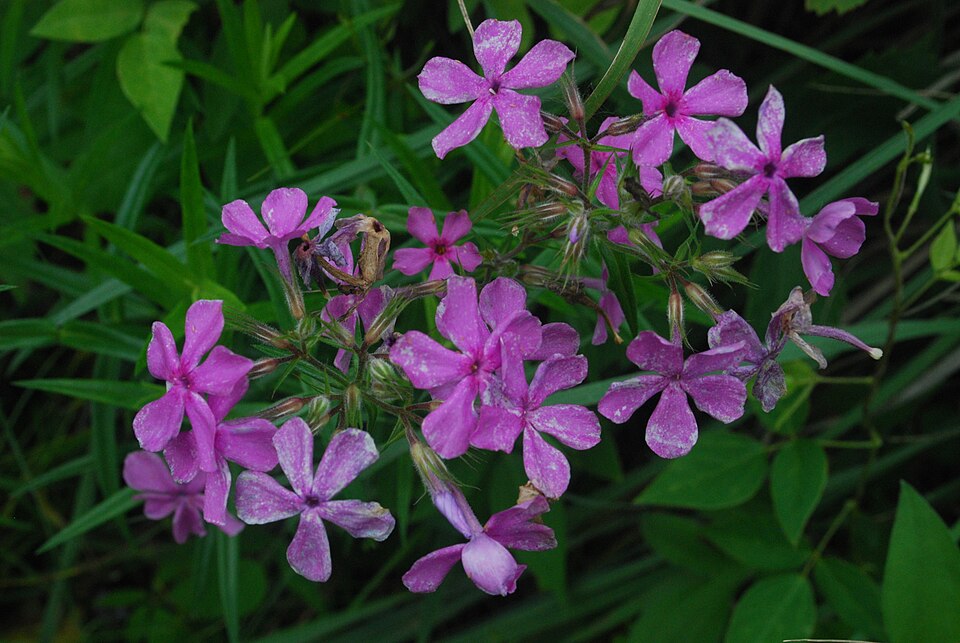 Prairie Phlox (Phlox pilosa) - PlantNative.org Prairie Phlox (Phlox pilosa) growing in natural prairie setting with grasses and other wildflowers
