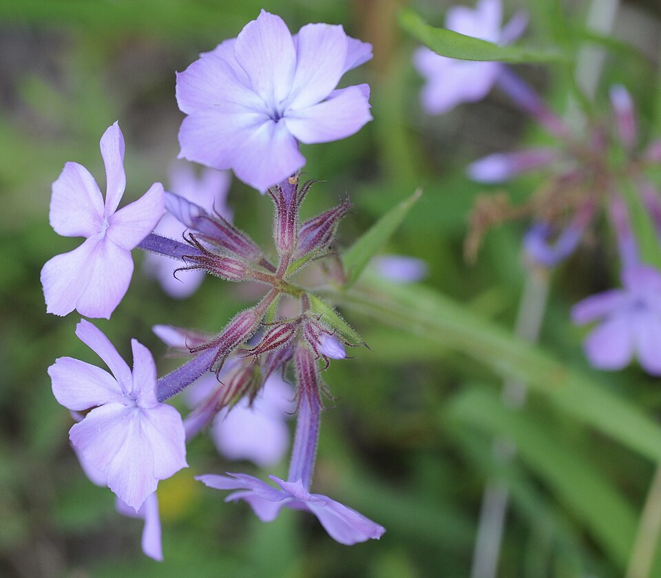 Prairie Phlox (Phlox pilosa) - PlantNative.org Prairie Phlox (Phlox pilosa) showing delicate pink-lavender five-petaled flowers in dense terminal cluster with narrow leaves