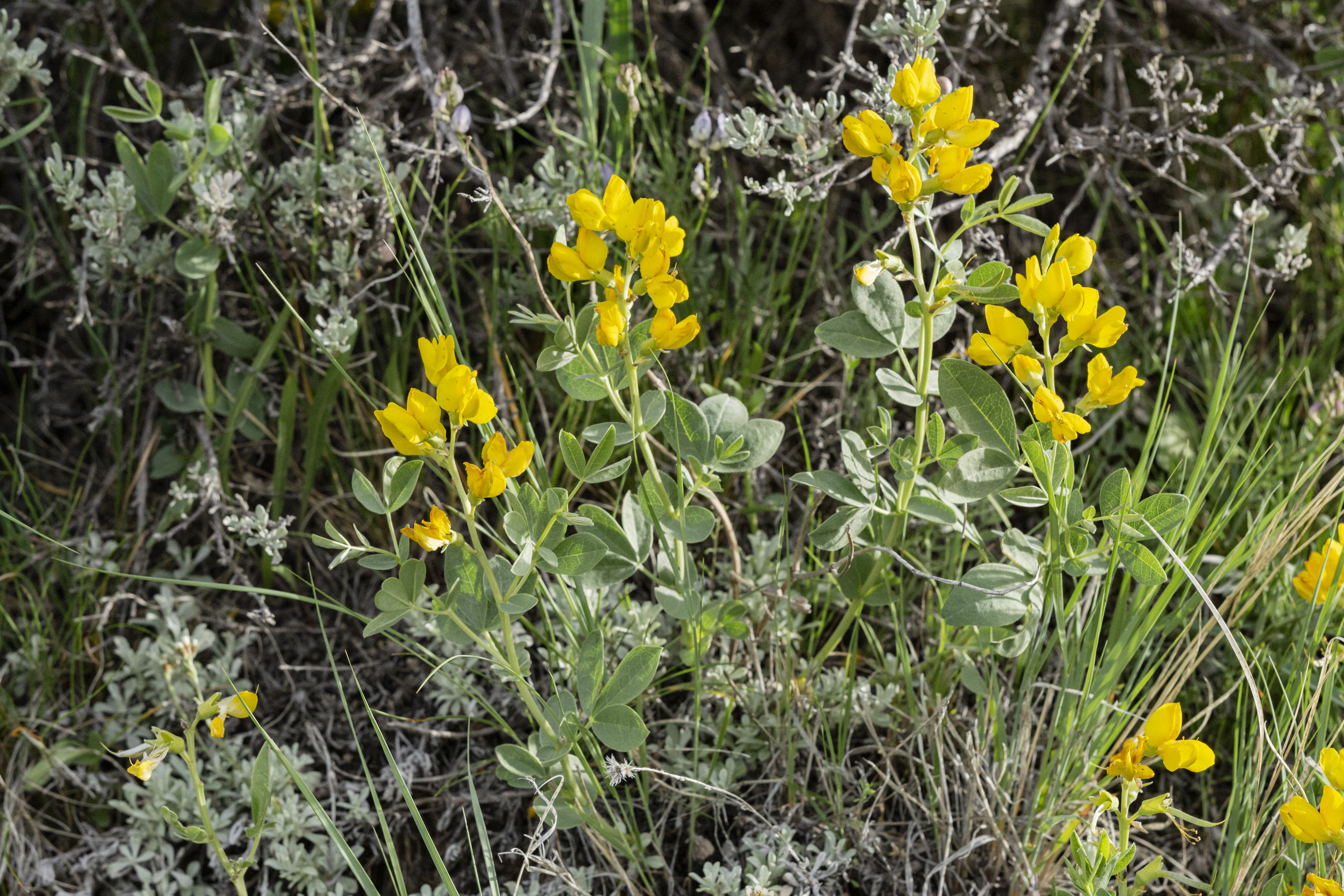 Prairie Thermopsis (Thermopsis rhombifolia) - PlantNative.org Prairie Thermopsis (Thermopsis rhombifolia) bright yellow pea-like flowers in bloom