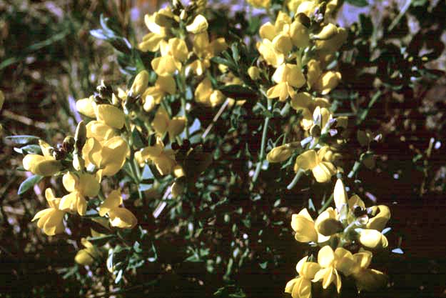 Prairie Thermopsis (Thermopsis rhombifolia) - PlantNative.org Prairie Thermopsis (Thermopsis rhombifolia) flower spike at natural monument