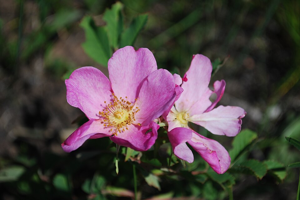 Prairie Wild Rose (Rosa arkansana) detail
