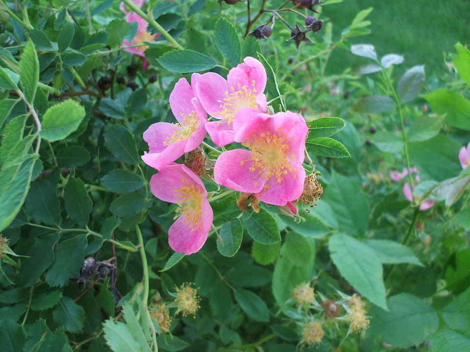 Prairie Wild Rose (Rosa arkansana) additional view