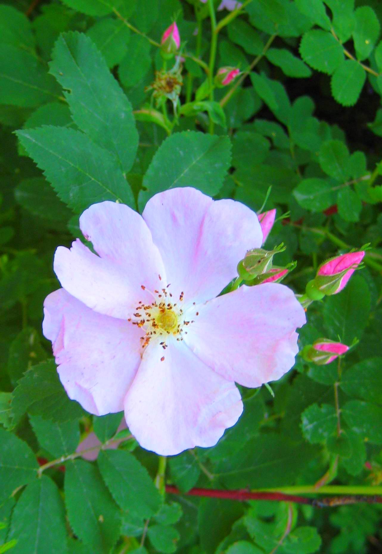 Prickly Rose (Rosa acicularis) showing large, vivid pink flowers with prominent yellow stamens