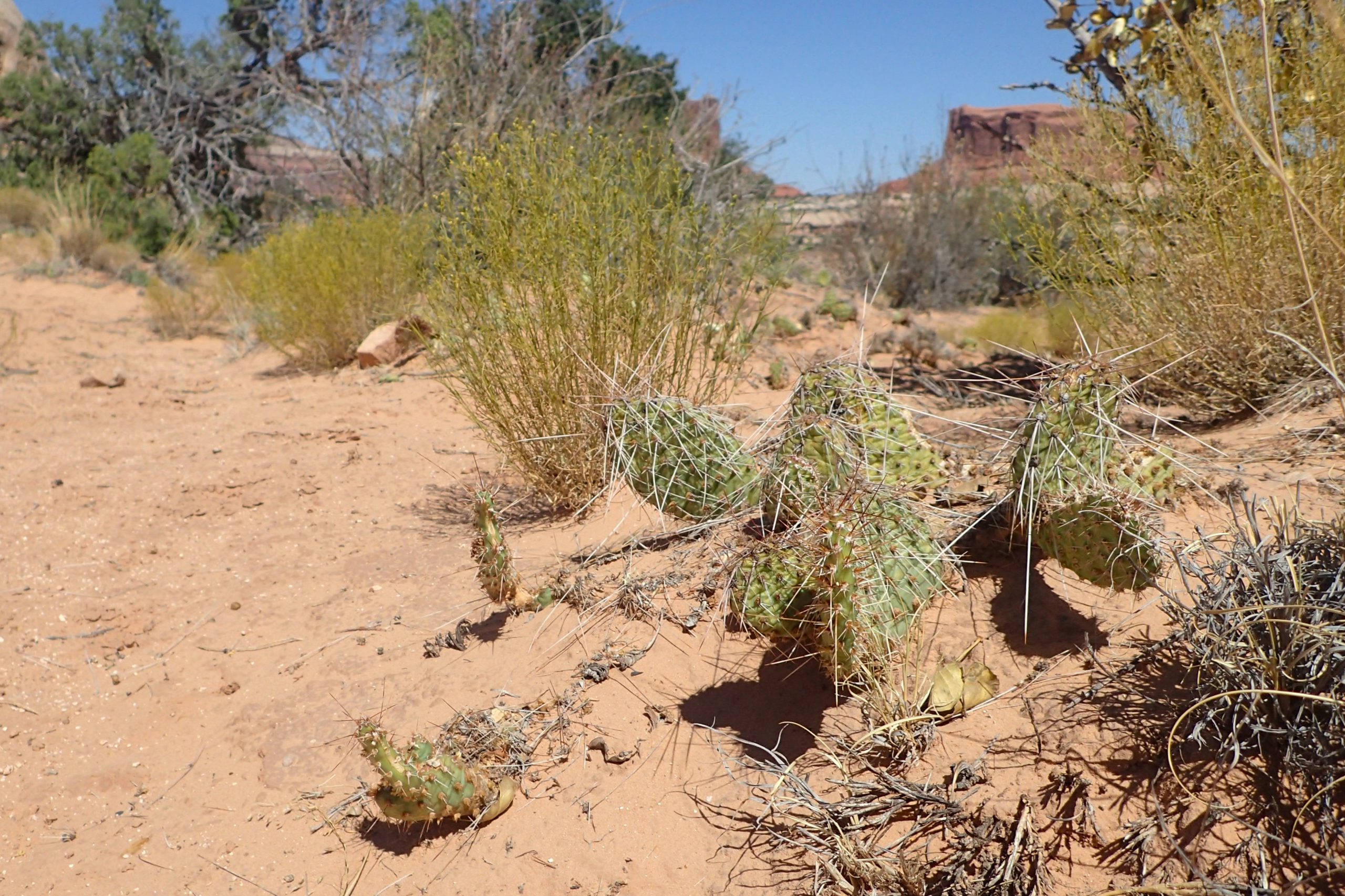 Plains Pricklypear (Opuntia polyacantha)