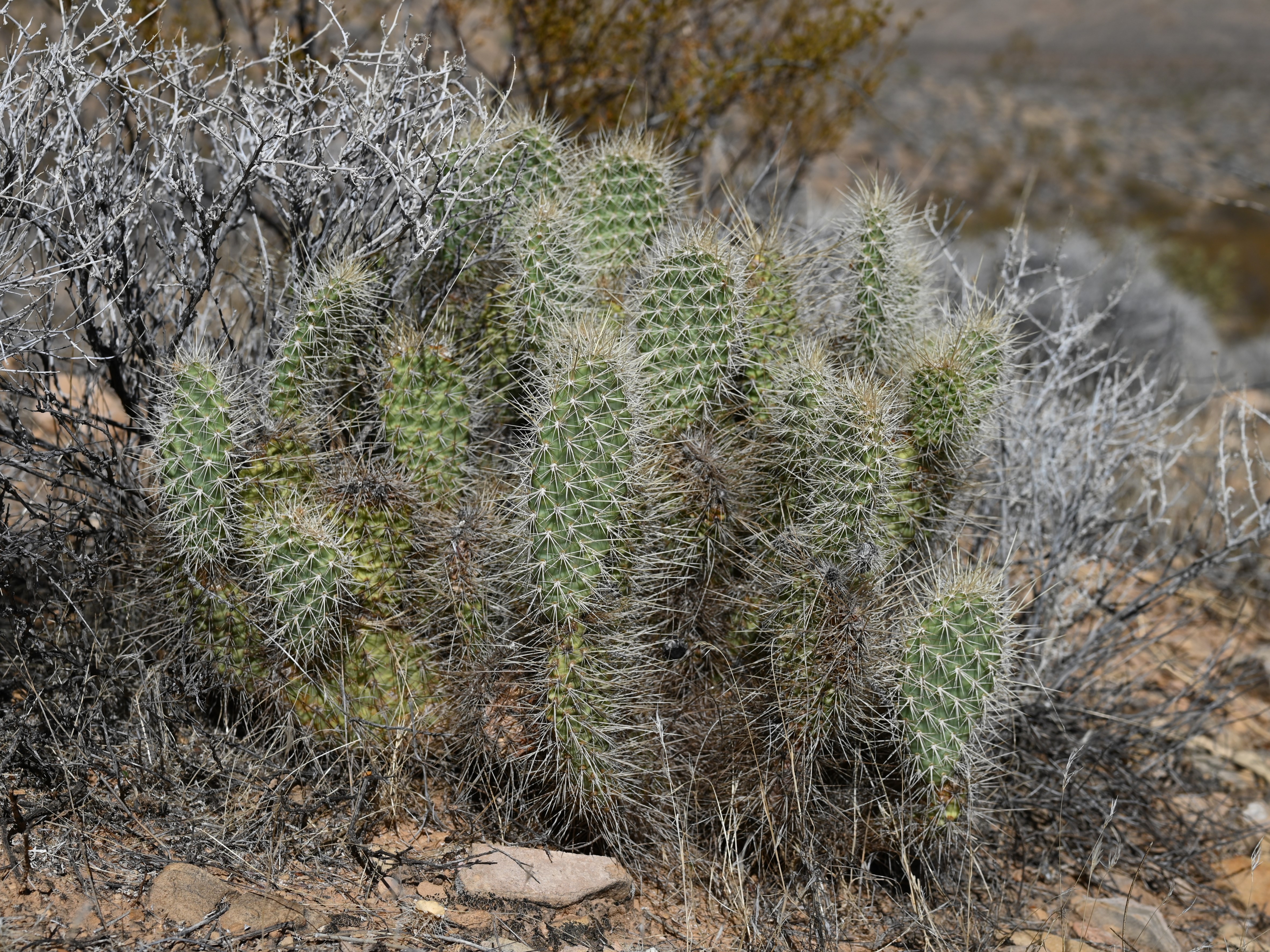 Plains Pricklypear (Opuntia polyacantha) - PlantNative.org Plains Pricklypear (Opuntia polyacantha) pads showing spines and growth form