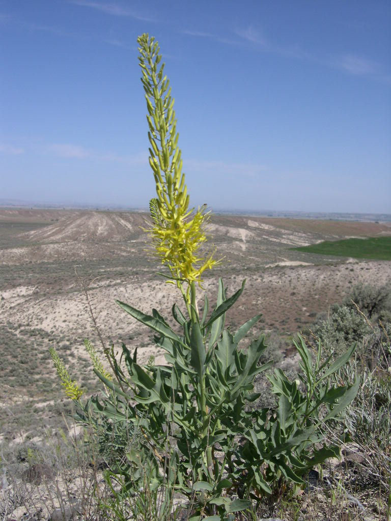 Prince's Plume (Stanleya pinnata) tall spikes of lacy yellow flowers rising from basal rosette in a desert landscape