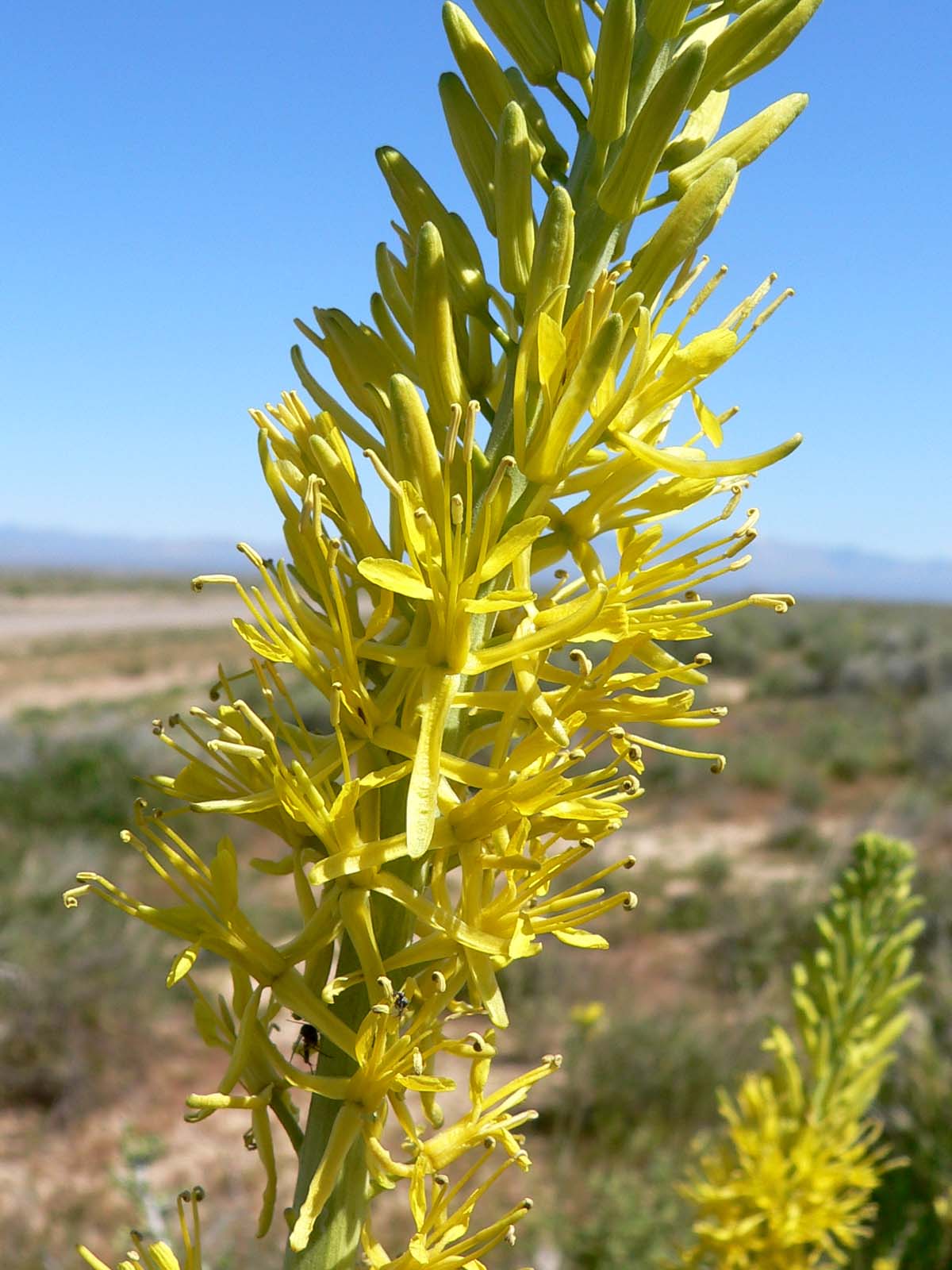 Prince's Plume (Stanleya pinnata) close-up of lacy yellow flower spike with projecting stamens