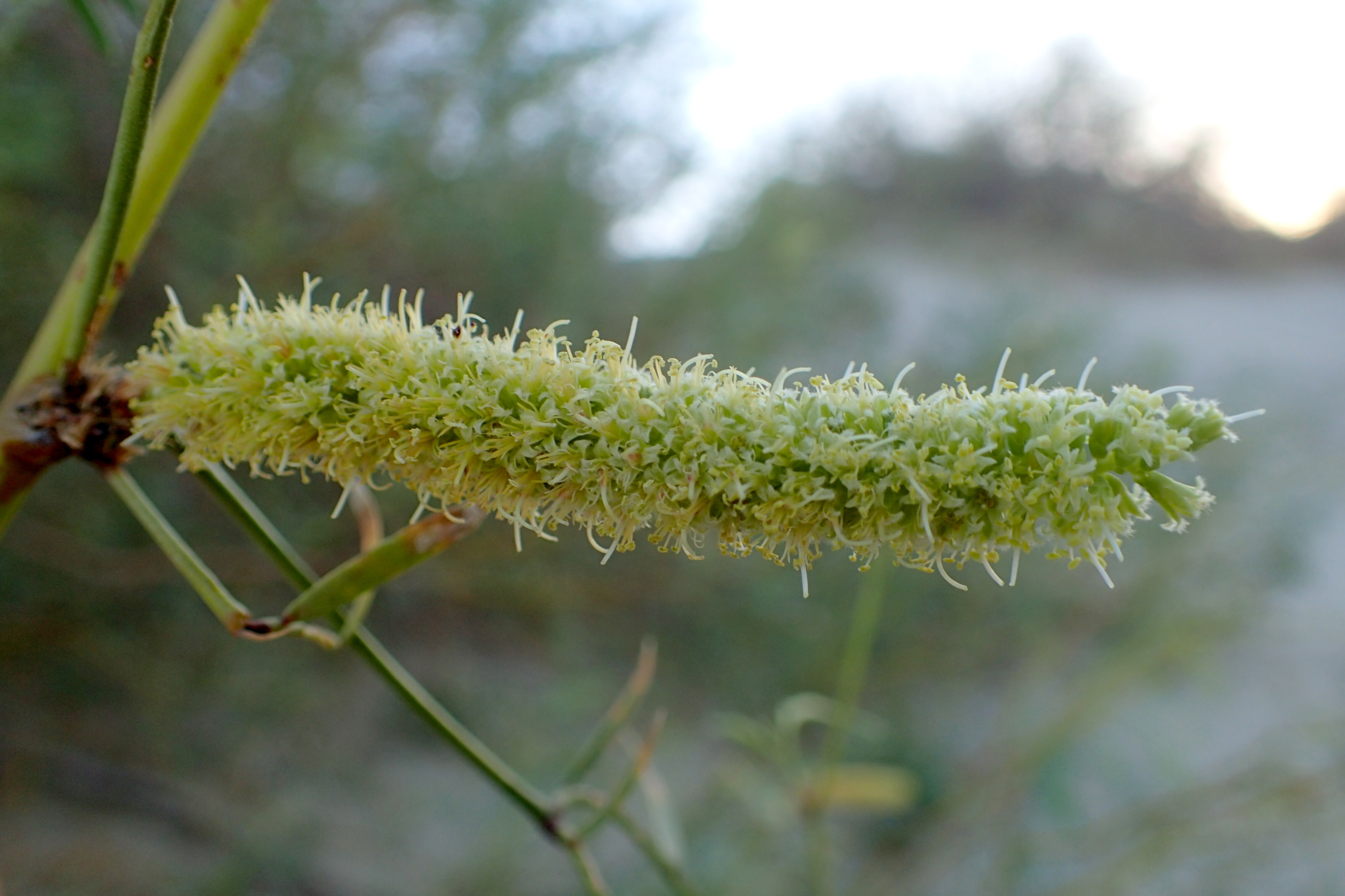 Honey Mesquite (Prosopis glandulosa) tree with feathery compound leaves and long seed pods