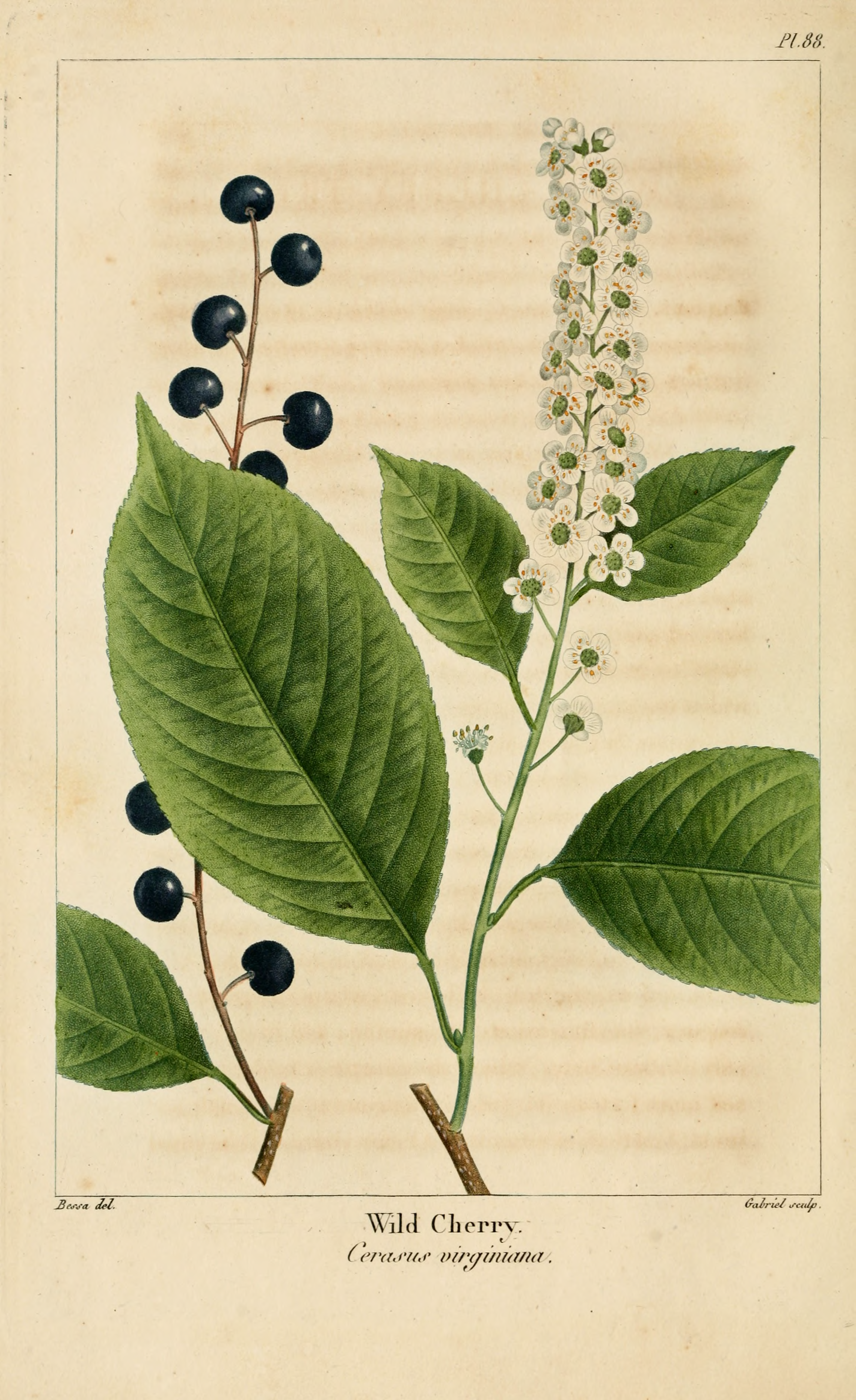 Chokecherry (Prunus virginiana) - PlantNative.org Chokecherry botanical illustration showing leaves, flowers, and fruit