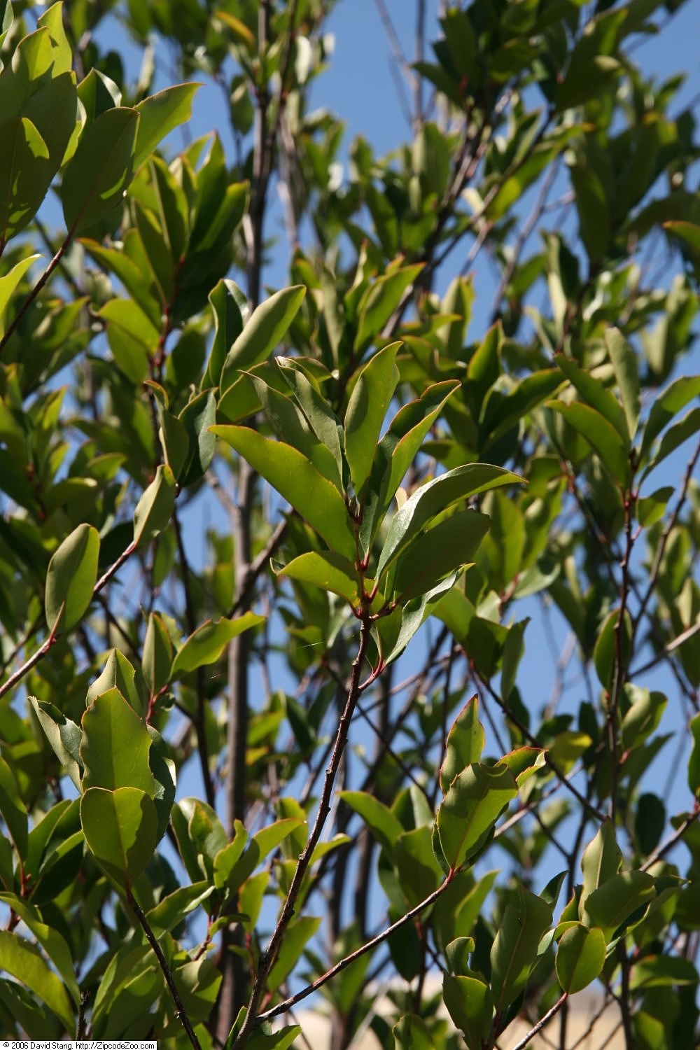 Cherry Laurel (Prunus caroliniana) - PlantNative.org Cherry Laurel (Prunus caroliniana) foliage showing glossy lance-shaped leaves