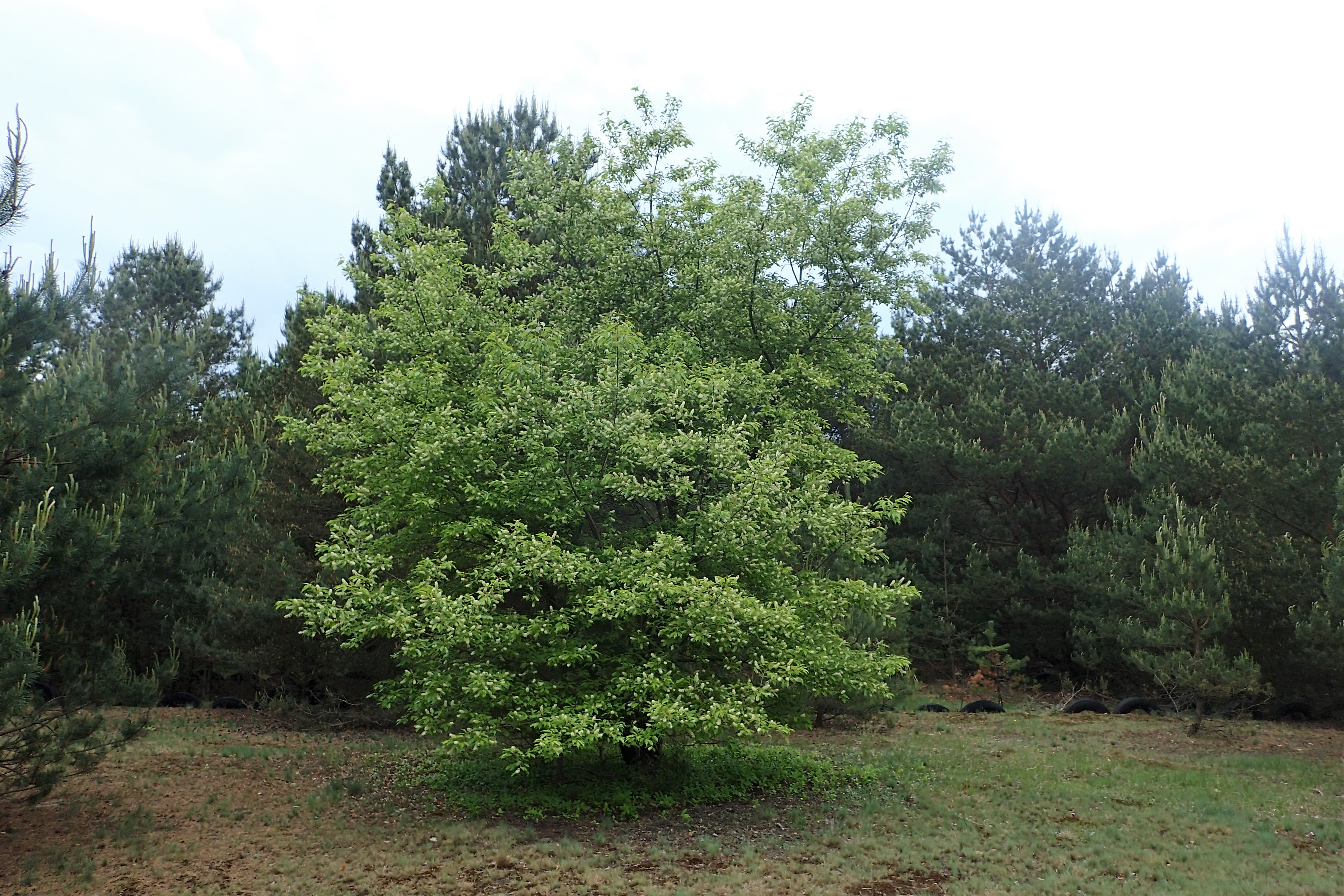 Black Cherry (Prunus serotina) bark showing characteristic dark scaly plates