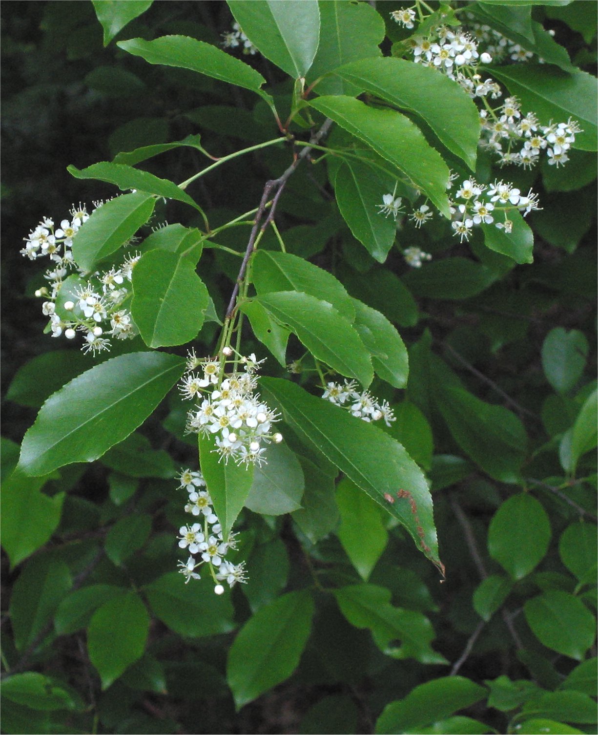 Black Cherry (Prunus serotina) showing white flower clusters and serrated leaves in spring