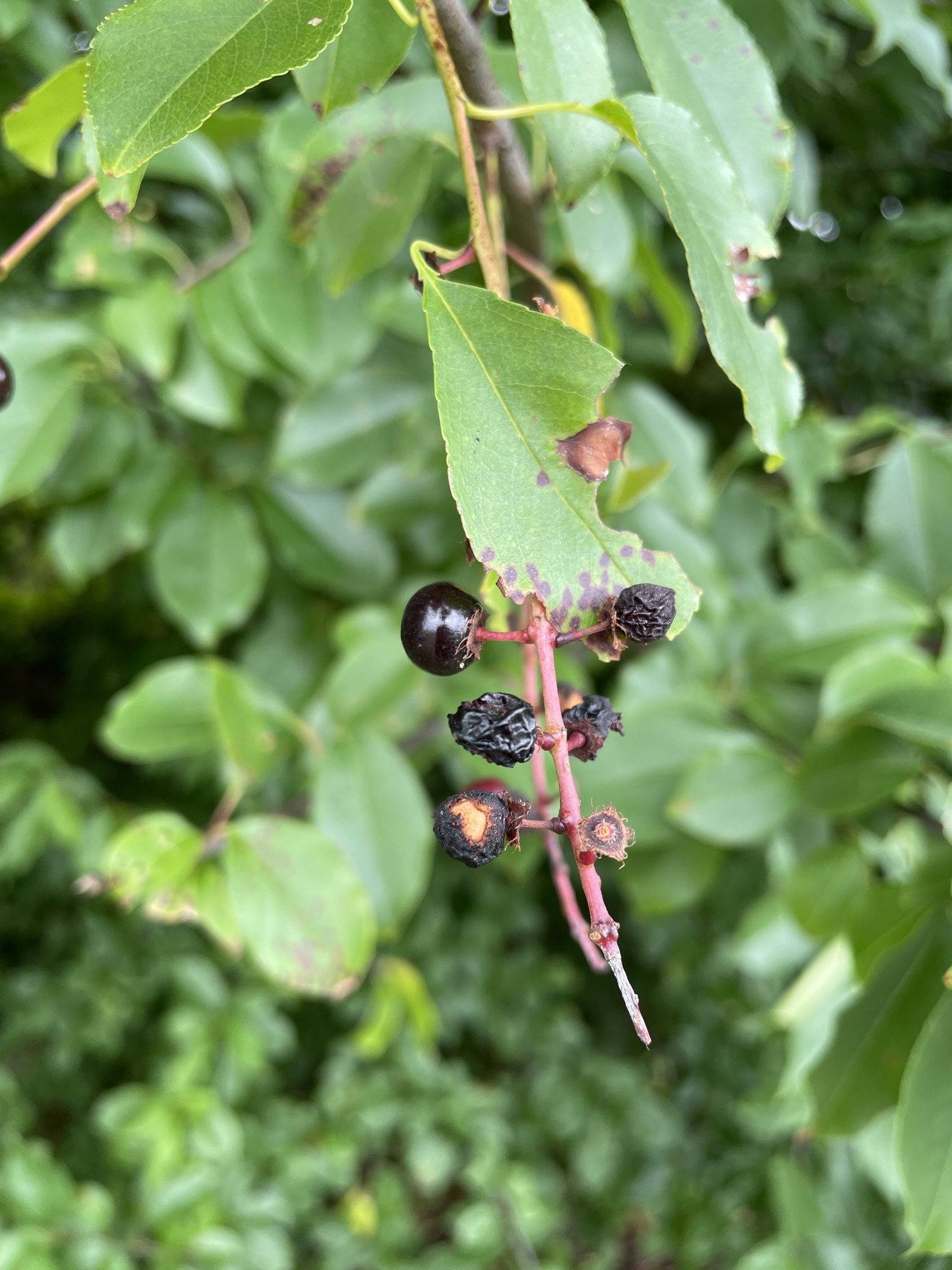 Black Cherry (Prunus serotina) tree showing full form and branching pattern