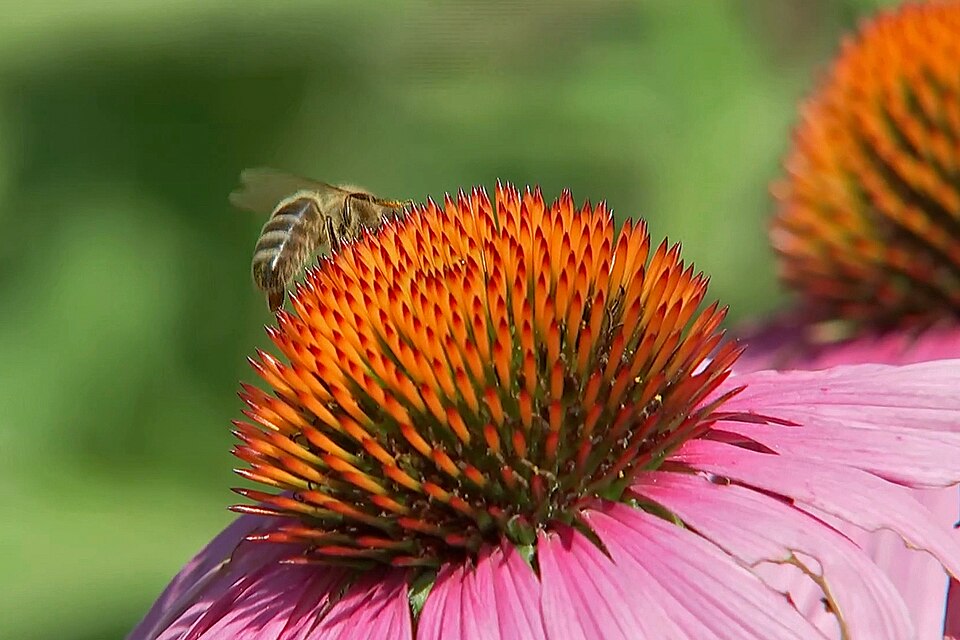 Purple Coneflower (Echinacea purpurea) showing bold purple-pink daisy flowers with spiny orange-brown central cones