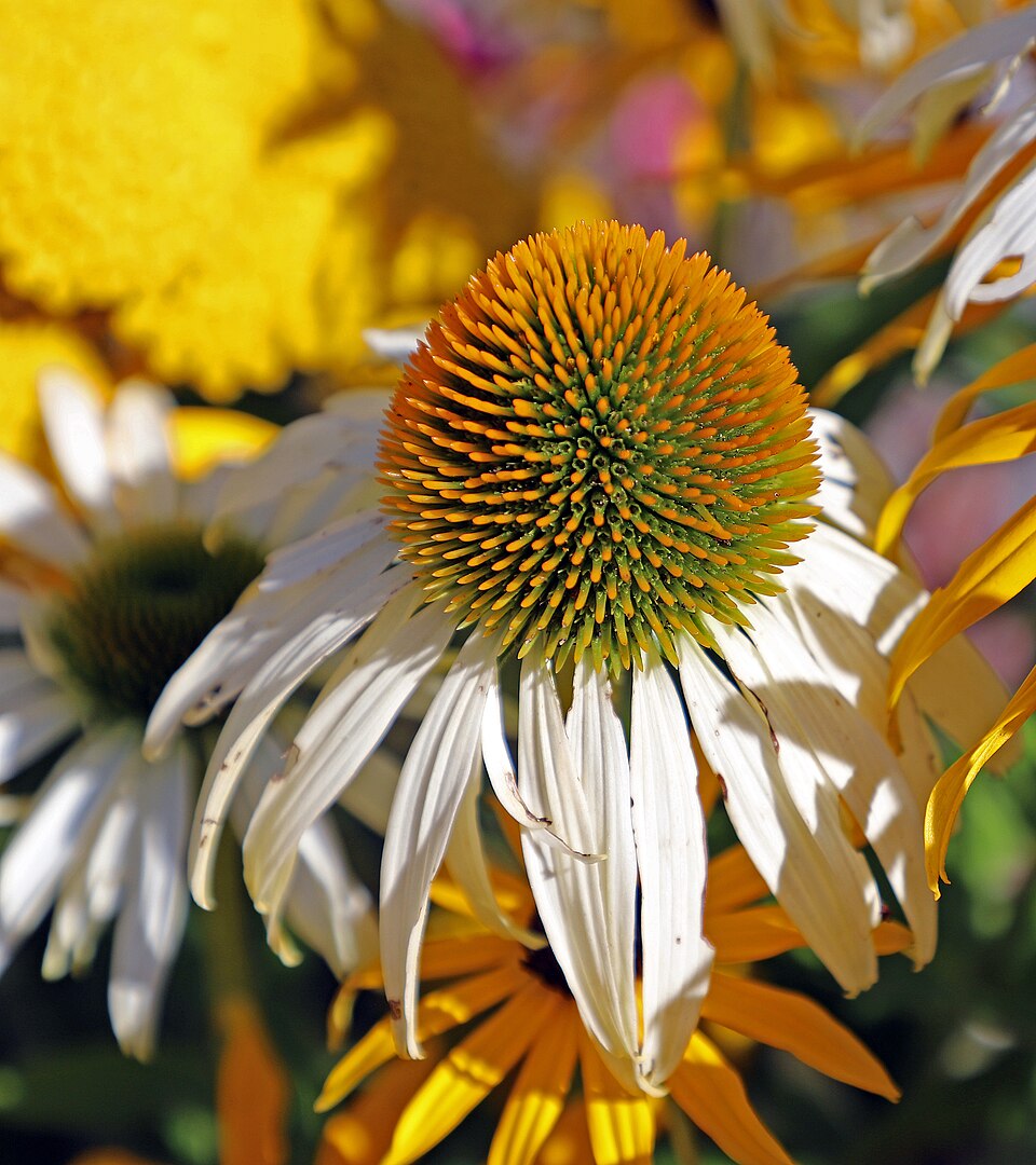 Purple Coneflower (Echinacea purpurea) spiny seed cone with American Goldfinch feeding