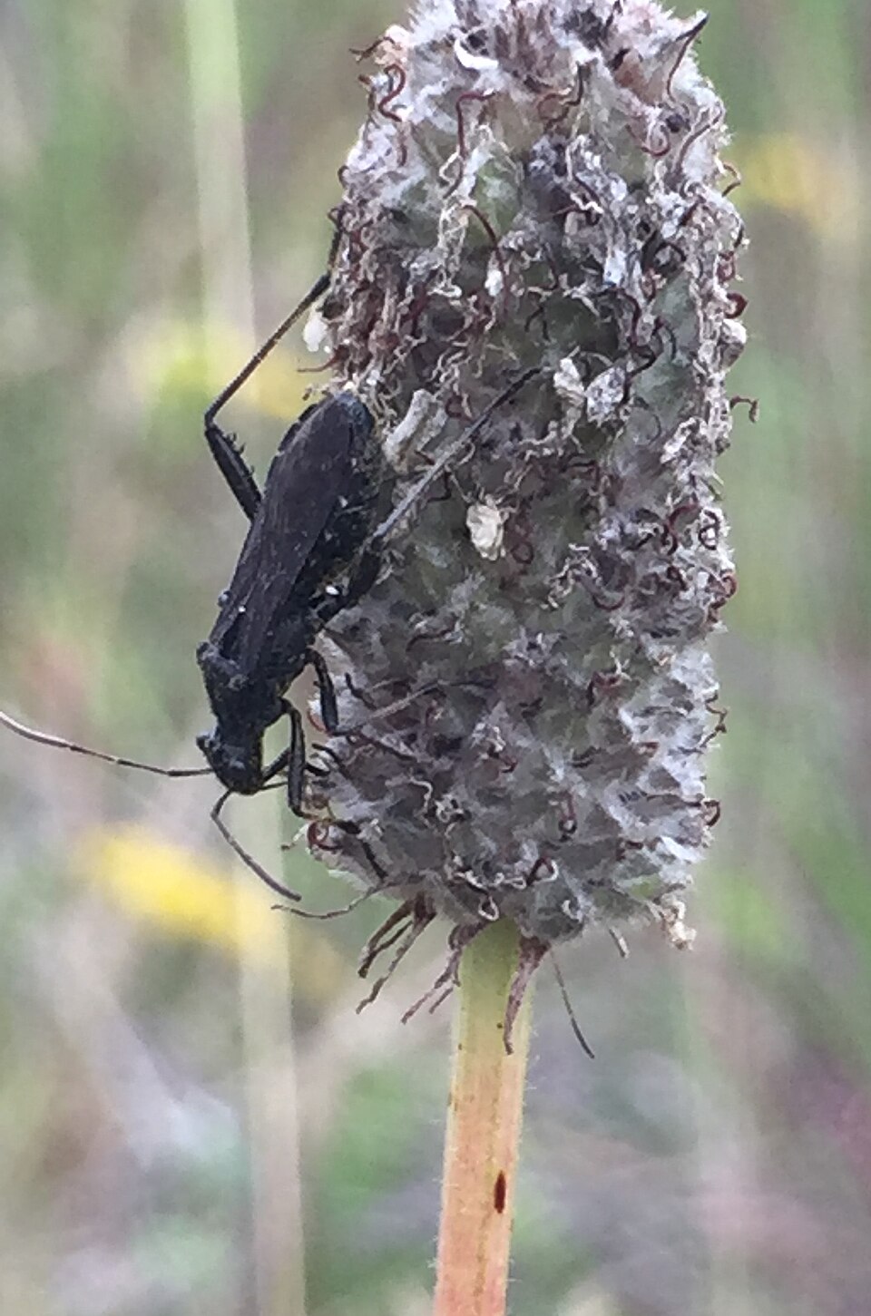 Purple Prairie Clover (Dalea purpurea)